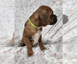 Small Photo #6 Boxer Puppy For Sale in AFTON, WY, USA