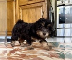 Small #2 Bichpoo-Poodle (Miniature) Mix