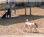 Casey - Female Anatolian Shepherd-Labrador Retriever Mix Dog for Adoption - Small photo