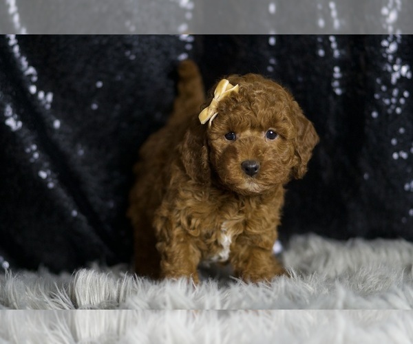Medium Photo #124 Goldendoodle (Miniature) Puppy For Sale in WARSAW, IN, USA
