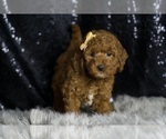 Small #3 Goldendoodle (Miniature)