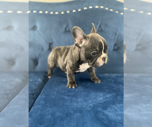 Medium Photo #17 French Bulldog Puppy For Sale in PORTLAND, OR, USA