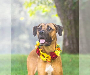Selena - Female Boxer-Unknown Mix Dog for Adoption - Photo #2