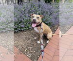 Small #13 American Pit Bull Terrier-Labrador Retriever Mix