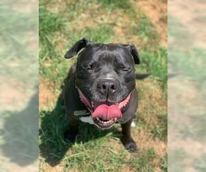 Deitz - Male Bulloxer Dog for Adoption - Photo #16