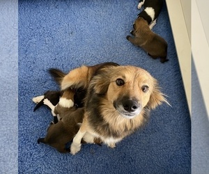 Mother of the Border Collie puppies born on 01/19/2024