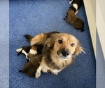 Small Photo #1 Border Collie Puppy For Sale in MINNEAPOLIS, MN, USA