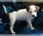 Small #11 Greyhound-Labrador Retriever Mix