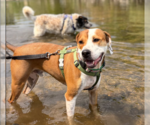 Otis (Courtesy) - Male Mutt Dog for Adoption - Small photo
