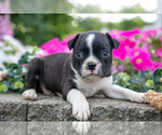 Puppy Marco Boston Terrier