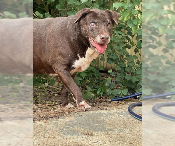 Medium Photo #1 Labrador Retriever-Unknown Mix Puppy For Sale in Jackson, MS, USA