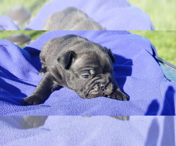Medium Photo #9 French Bulldog Puppy For Sale in FARMINGTON, MO, USA