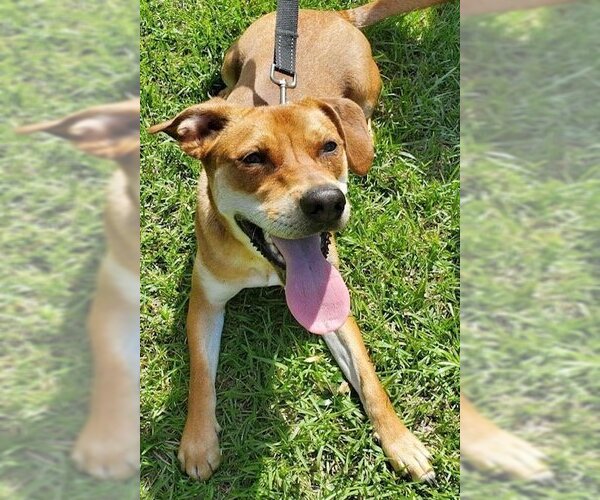 Medium Photo #4 Labrador Retriever-Unknown Mix Puppy For Sale in Tarrytown, GA, USA