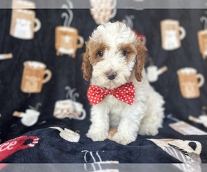 Cock-A-Poo Puppy for sale in LAKELAND, FL, USA