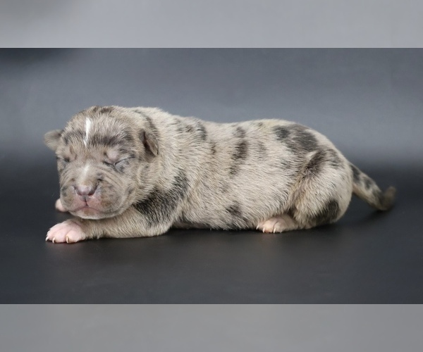 Medium Photo #1 American Bully Puppy For Sale in CHAMPAIGN, IL, USA