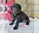 Puppy Eva AKC ENG Labrador Retriever