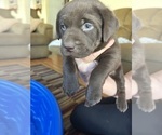 Small #4 Labrador Retriever