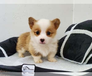 Pembroke Welsh Corgi Puppy for sale in CLARK, MO, USA
