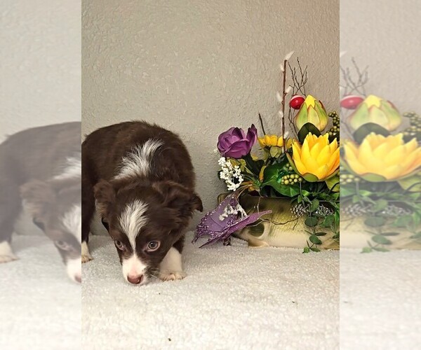 Medium Photo #2 Miniature Australian Shepherd Puppy For Sale in JASONVILLE, IN, USA