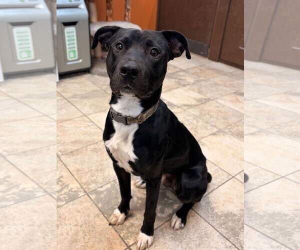 Medium Photo #2 Mutt Puppy For Sale in Jefferson, WI, USA