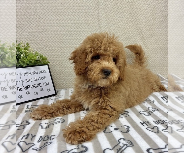 Medium Photo #1 Goldendoodle mix (+ Poodle Miniature) Puppy For Sale in INDIANAPOLIS, IN, USA