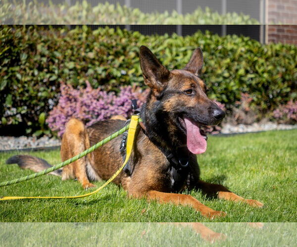 Medium Photo #7 German Shepherd Dog Puppy For Sale in Seattle, WA, USA