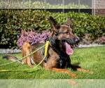 Small #6 German Shepherd Dog