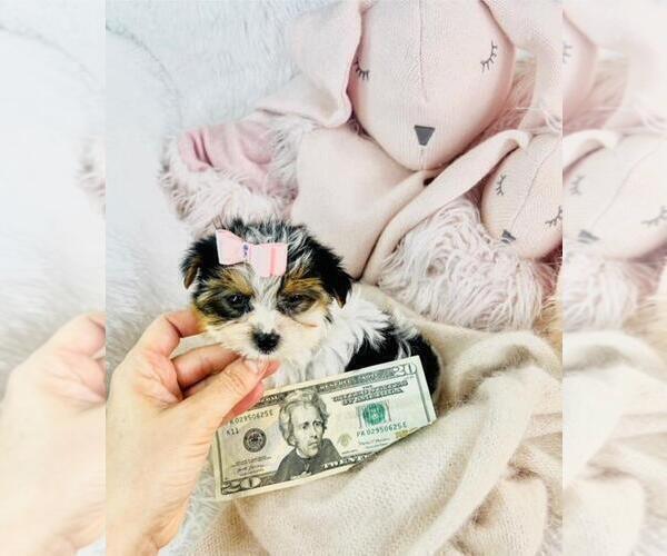 Medium Photo #19 Biewer Yorkie Puppy For Sale in MIAMI BEACH, FL, USA
