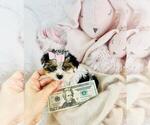 Small Photo #19 Biewer Yorkie Puppy For Sale in MIAMI BEACH, FL, USA