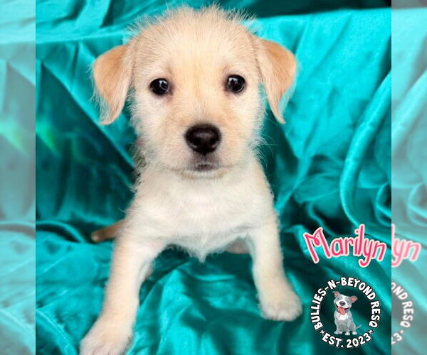 Medium Photo #1 Mutt Puppy For Sale in Omaha, NE, USA