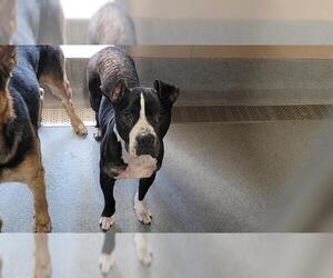 Mutt Dogs for adoption in Orange, CA, USA