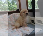 Small #8 Golden Retriever