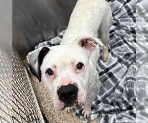 Boxer-Unknown Mix Dogs for adoption in Martinsburg, WV, USA