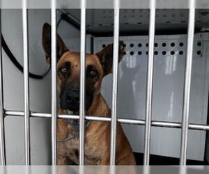 German Shepherd Dog-Unknown Mix Dogs for adoption in Bakersfield, CA, USA