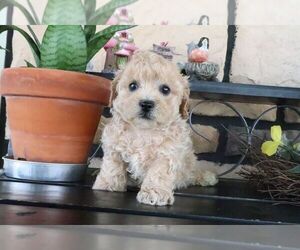 ShihPoo Puppy for sale in CANTON, OH, USA