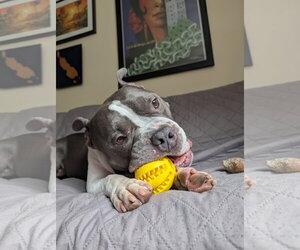 American Staffordshire Terrier Dogs for adoption in Alexandria, VA, USA