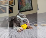 Small American Staffordshire Terrier