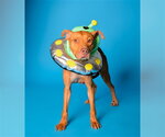 PIE - Female American Staffordshire Terrier Dog for Adoption - Small photo