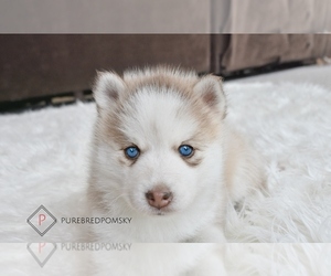 Pomsky Puppy for sale in KANSAS CITY, MO, USA