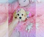 Small #3 Poodle (Toy)
