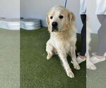 Small #5 Great Pyrenees