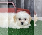 Small Photo #3 Zuchon Puppy For Sale in CANOGA, NY, USA