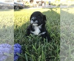 Small Photo #3 Portuguese Water Dog Puppy For Sale in BALDWIN, KS, USA