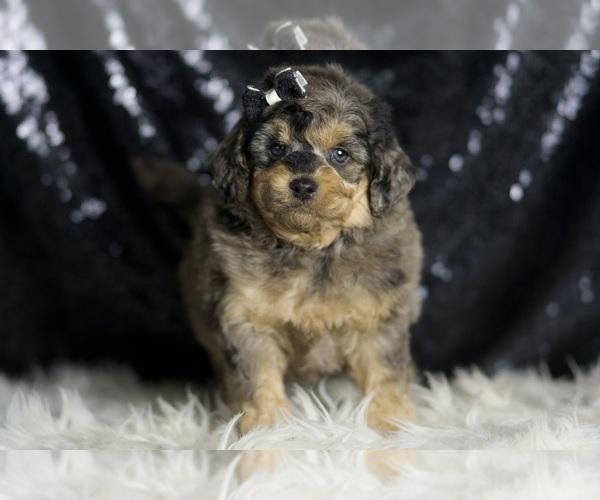 Medium Photo #5 Goldendoodle (Miniature) Puppy For Sale in WARSAW, IN, USA
