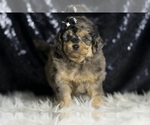 Small #4 Goldendoodle (Miniature)