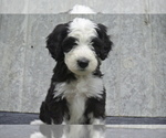 Small Photo #4 Sheepadoodle Puppy For Sale in FREDERICKSBG, OH, USA