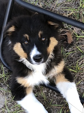 Medium Photo #1 Australian Shepherd Puppy For Sale in WILLISTON, FL, USA