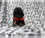 Small #4 Cavapoo (Miniature)