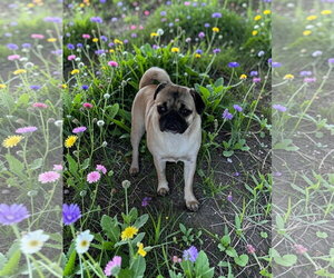 Pug Dogs for adoption in Menifee, CA, USA