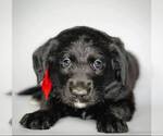 Small Photo #6 Labradoodle Puppy For Sale in MODESTO, CA, USA